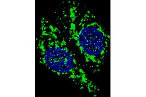 Fluorescent confocal image of  cells stained with AIFM1 (N-term) antibody. (AIF Antikörper  (N-Term))