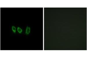 Immunofluorescence (IF) image for anti-Cystatin-Like 1 (CSTL1) (AA 61-110) antibody (ABIN2890243) (CSTL1 Antikörper  (AA 61-110))