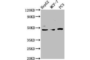 Western Blot Positive WB detected in: HepG2 whole cell lysate, MCF-7 whole cell lysate, PC-3 whole cell lysate All lanes: TEAD1 antibody at 3. (TEAD1 Antikörper  (AA 135-215))