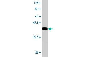 Western Blot detection against Immunogen (36. (MGAT4A Antikörper  (AA 436-535))