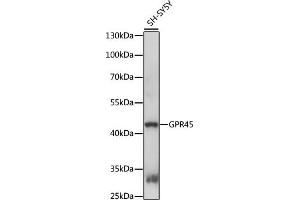 Western blot analysis of extracts of SH-SY5Y cells, using GPR45 antibody (ABIN7267308) at 1:1000 dilution. (GPR45 Antikörper  (AA 150-250))