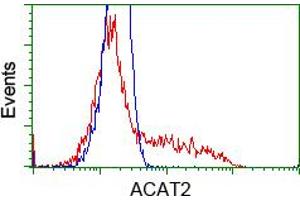 Image no. 8 for anti-Acetyl-CoA Acetyltransferase 2 (ACAT2) antibody (ABIN1496403) (ACAT2 Antikörper)