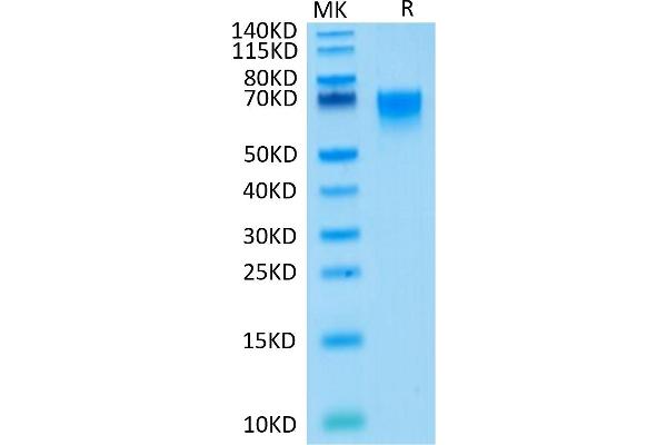 CD27 Protein (Fc Tag)