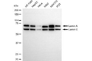Western blotting analysis using lamin A/C antibody (ABIN7799227).