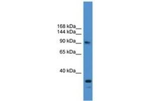 Image no. 1 for anti-Ubiquitin Specific Peptidase 13 (Isopeptidase T-3) (USP13) (AA 161-210) antibody (ABIN6745392) (USP13 Antikörper  (AA 161-210))