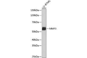Western blot analysis of extracts of U-87MG cells, using MMP3 Rabbit mAb (ABIN7268424) at 1:1000 dilution. (MMP3 Antikörper)