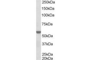 Image no. 1 for anti-Retinoid X Receptor, alpha (RXRA) (AA 68-82) antibody (ABIN291111) (Retinoid X Receptor alpha Antikörper  (AA 68-82))