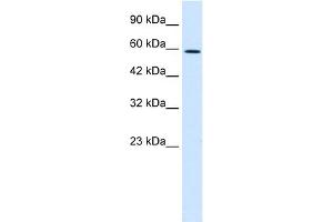 WB Suggested Anti-TBX4 Antibody Titration:  0. (TBX4 Antikörper  (Middle Region))