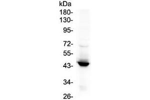 Western blot testing of 1) rat lung, 2) rat spleen, 3) human placenta, 4) A549, 5) SW620 and 6) mouse NIH3T3 lysate with IDO1 antibody.
