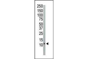 Western blot analysis of anti-Ubiquitin Pab (ABIN388040 and ABIN2845549) in HeLa cell lysate. (Ubiquitin Antikörper  (AA 36-66))