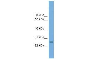 RAB35 antibody used at 0. (RAB35 Antikörper  (Middle Region))