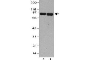 Western blot analysis of THOP1 in HeLa whole cell lysate (30 ug) (Lane 1 : 0.