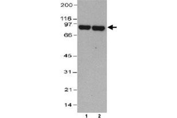Thimet Oligopeptidase 1 Antikörper  (AA 56-72)