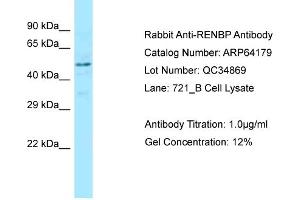 Western Blotting (WB) image for anti-Renin Binding Protein (RENBP) (C-Term) antibody (ABIN2789757) (RENBP Antikörper  (C-Term))