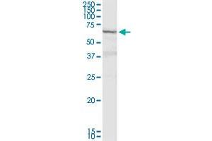 DTX2 MaxPab rabbit polyclonal antibody. (DTX2 Antikörper  (AA 1-622))