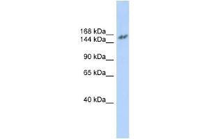 WB Suggested Anti-NCOA3 Antibody Titration:  0. (NCOA3 Antikörper  (N-Term))