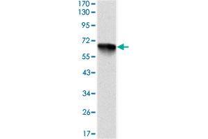 Western blot analysis using RPS6KA3 monoclonal antobody, clone 4E10  against recombinant human RPS6KA3 protein. (RPS6KA3 Antikörper)