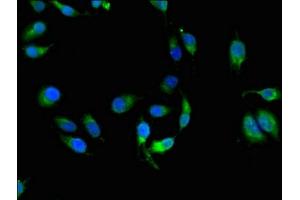 Immunofluorescence (IF) image for anti-Major Histocompatibility Complex Class I C (HLA-C) (AA 25-308) antibody (ABIN7155625)