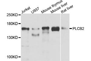 Western blot analysis of extracts of various cell lines, using PLCB2 antibody (ABIN5974500) at 1/1000 dilution. (Phospholipase C beta 2 Antikörper)