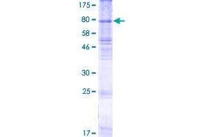 RHCG Protein (AA 1-479) (GST tag)