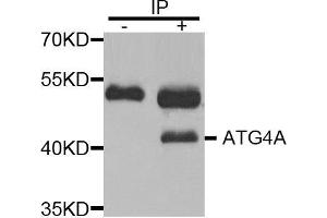Immunoprecipitation (IP) image for anti-Autophagy related 4A Cysteine Peptidase (ATG4A) (AA 289-398) antibody (ABIN3023409) (ATG4A Antikörper  (AA 289-398))