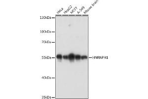 Western blot analysis of extracts of various cell lines, using HNRNPH1 antibody (ABIN6133752, ABIN6141911, ABIN6141912 and ABIN7101789) at 1:3000 dilution. (HNRNPH1 Antikörper)