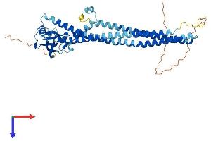 PICK1 Protein (AA 1-416) (His tag)