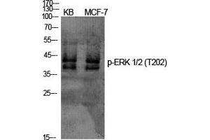 Western Blot (WB) analysis of specific cells using Phospho-ERK 1/2 (T202) Polyclonal Antibody. (ERK1/2 Antikörper  (pThr202))
