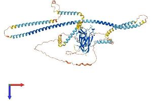 SUN2 Protein (AA 1-731) (His tag)