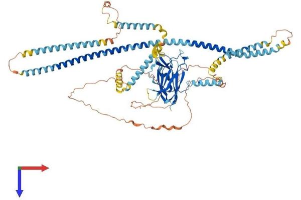 SUN2 Protein (AA 1-731) (His tag)