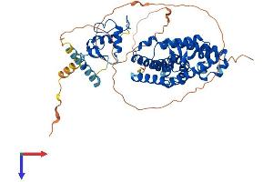 RORC Protein (AA 1-516) (His tag)