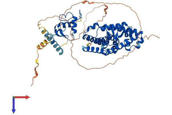 RORC Protein (AA 1-516) (His tag)