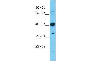 Western Blotting (WB) image for anti-Transmembrane Protein 30A (TMEM30A) (Middle Region) antibody (ABIN2782953)