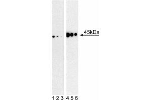 Western blot analysis of MEK1 (pS298) in mouse embryonic fibroblasts. (MEK1 Antikörper  (pSer298))