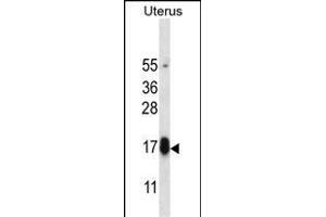GPHB5 Antibody (C-term) (ABIN657157 and ABIN2846291) western blot analysis in human normal Uterus tissue lysates (35 μg/lane). (GPHB5 Antikörper  (C-Term))