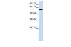 Image no. 1 for anti-Zinc Finger Protein 675 (ZNF675) (AA 146-195) antibody (ABIN6739451) (ZNF675 Antikörper  (AA 146-195))