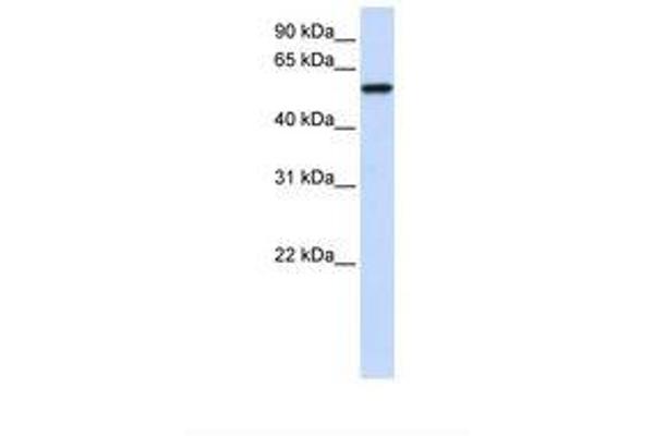 ZNF675 Antikörper  (AA 146-195)