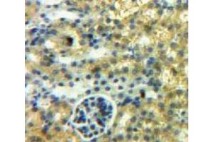 IHC-P analysis of Kidney tissue, with DAB staining. (SFRP1 Antikörper  (AA 32-314))
