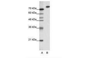 Image no. 1 for anti-Kelch-Like 3 (KLHL3) (N-Term) antibody (ABIN202791) (KLHL3 Antikörper  (N-Term))