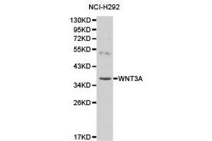 Western Blotting (WB) image for anti-Wingless-Type MMTV Integration Site Family, Member 3A (WNT3A) antibody (ABIN1875351) (WNT3A Antikörper)