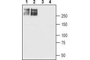 Western blot analysis of rat brain (lanes 1 and 3) and mouse brain (lanes 2 and 4) membranes: - 1,2. (SCN2A Antikörper  (Intracellular))