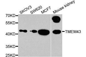 Western blot analysis of extracts of various cells, using TMEM43 antibody. (TMEM43 Antikörper)
