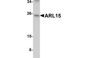 Western blot analysis of ARL15 in K562 cell lysate with AP30080PU-N ARL15 antibody at 1 μg/ml. (ARL15 Antikörper  (Center))