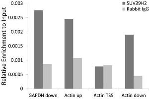 Chromatin immunoprecipitation analysis extracts of 293T cell line, using SUV39H2 antibody and rabbit IgG. (SUV39H2 Antikörper)