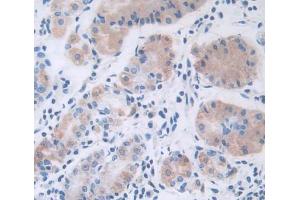 IHC-P analysis of stomach tissue, with DAB staining. (Leptin Antikörper  (AA 22-167))