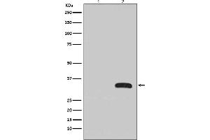 Western blot analysis of GFP fusion protein expression in (1) 293T cell lysate, (2) 293T cell transfected GFP fusion protein with GFP Antibody(HRP conjugated).