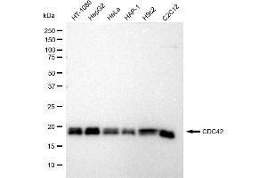 anti-Cell Division Cycle 42 (GTP Binding Protein, 25kDa) (CDC42) antibody