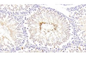 Detection of RLN in Rat Testis Tissue using Polyclonal Antibody to Relaxin (RLN)