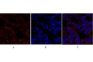 Immunofluorescence analysis of mouse lung tissue. (SMAD4 Antikörper  (AA 40-120))