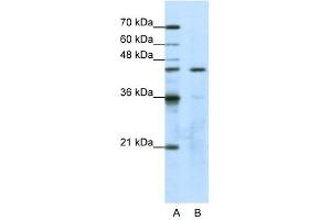 GTPBP9 antibody used at 1. (OLA1 Antikörper)